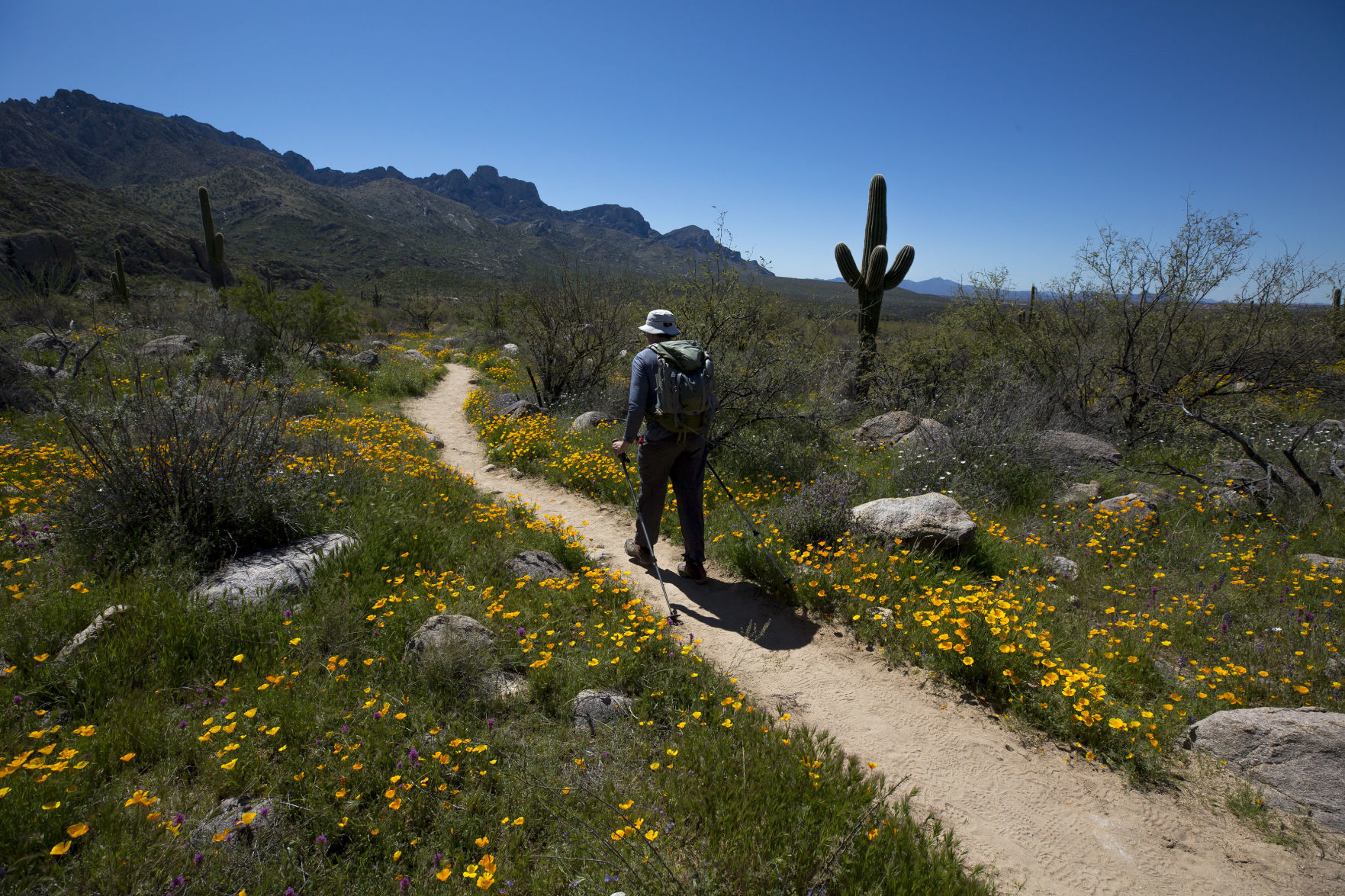 Wildflowers around Tucson, 2020